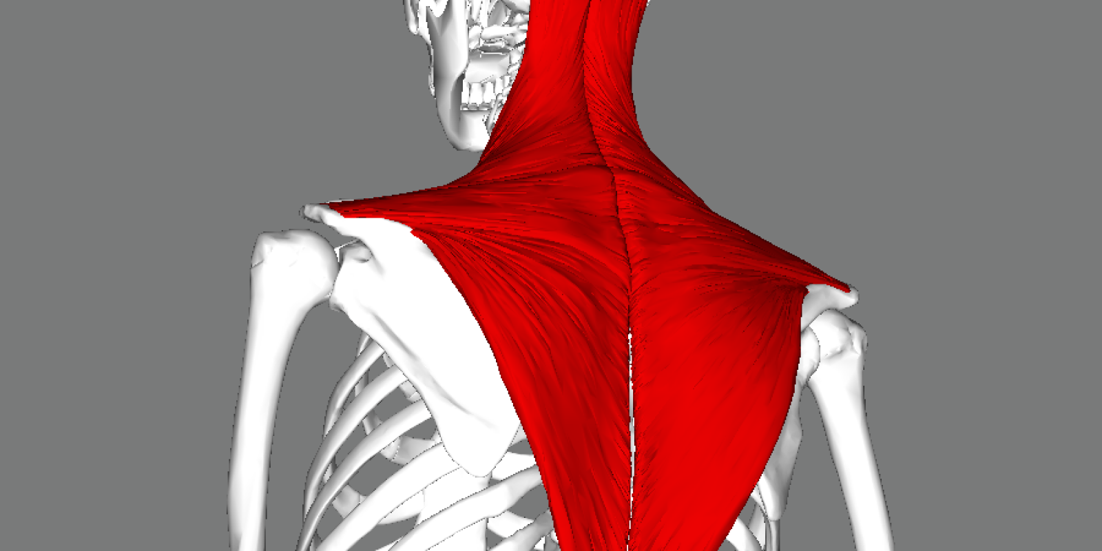 The trapezius is a large, flat kite-shaped muscle which spans the width of the upper back. Image via BodyParts3D/Anatomography