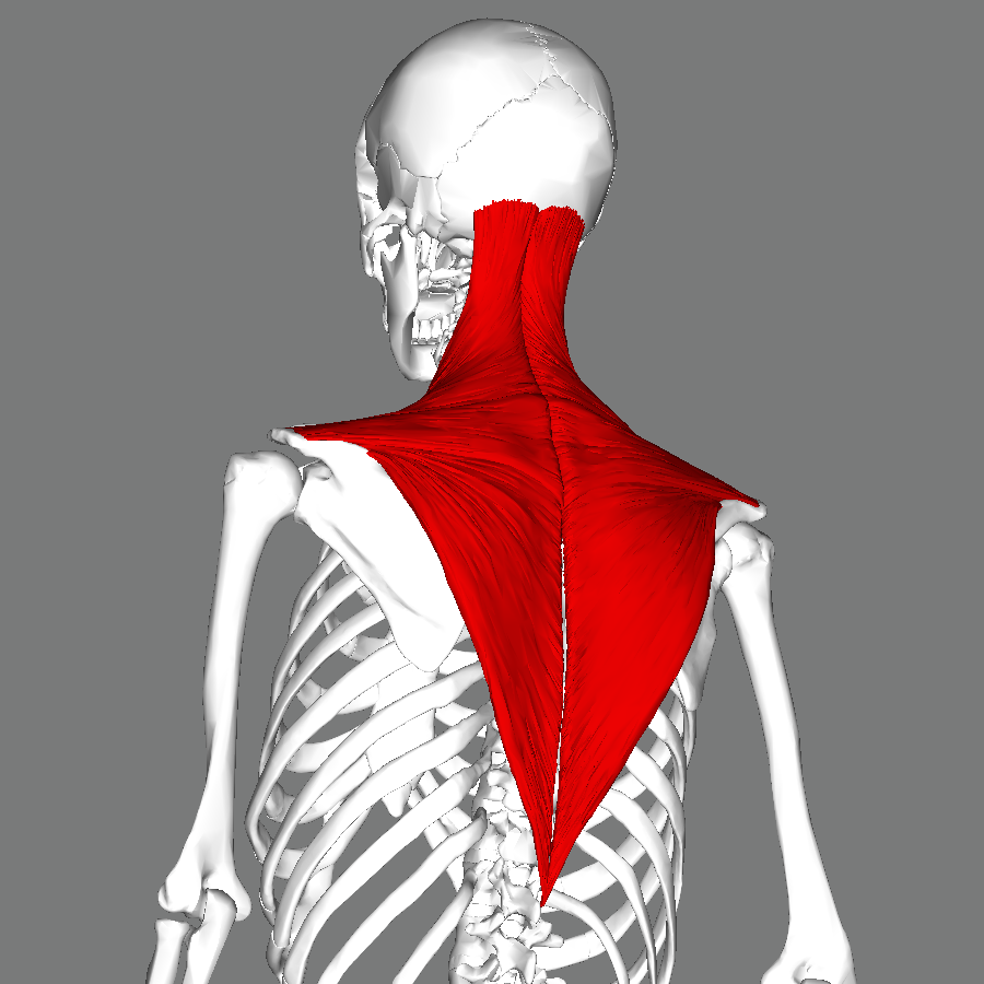 The trapezius is a large, flat kite-shaped muscle which spans the width of the upper back. Image via BodyParts3D/Anatomography